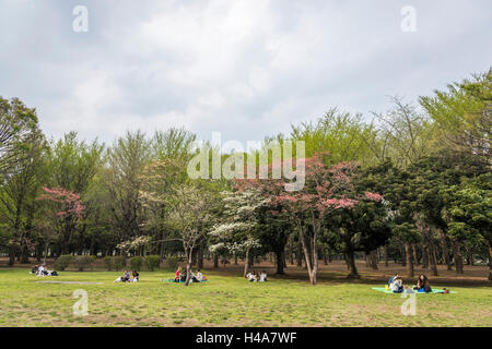 Hanamizuki blooming Yoyogi Prak, Shibuya-Ku, Tokyo, Giappone Foto Stock