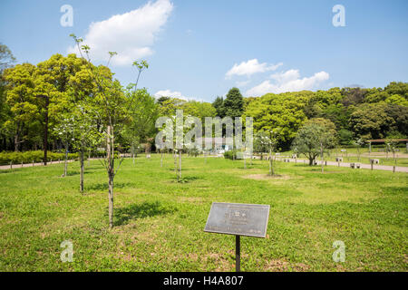 Hanamizuki blooming Yoyogi Prak, Shibuya-Ku, Tokyo, Giappone Foto Stock