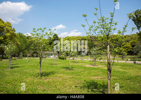 Hanamizuki blooming Yoyogi Prak, Shibuya-Ku, Tokyo, Giappone Foto Stock