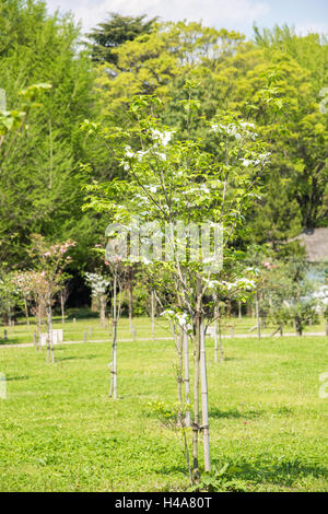 Hanamizuki blooming Yoyogi Prak, Shibuya-Ku, Tokyo, Giappone Foto Stock