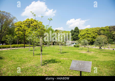 Hanamizuki blooming Yoyogi Prak, Shibuya-Ku, Tokyo, Giappone Foto Stock