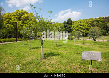 Hanamizuki blooming Yoyogi Prak, Shibuya-Ku, Tokyo, Giappone Foto Stock