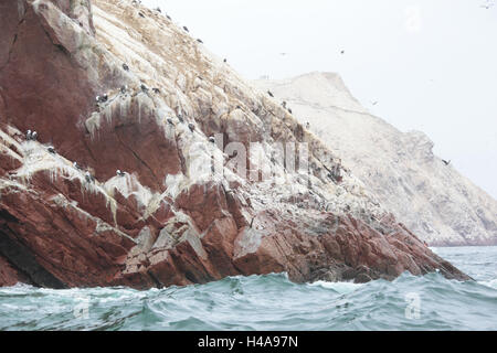 Il Perù, Paracas, Isla Ballestas, Foto Stock