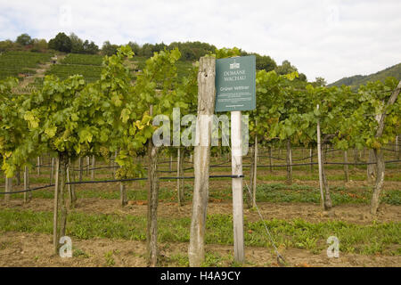 Il dominio Wachau, vigneto, Veltliner Verde, Foto Stock