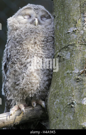 Allocco degli Urali, Strix uralensis, cub, dormire, tronco di albero, Foto Stock