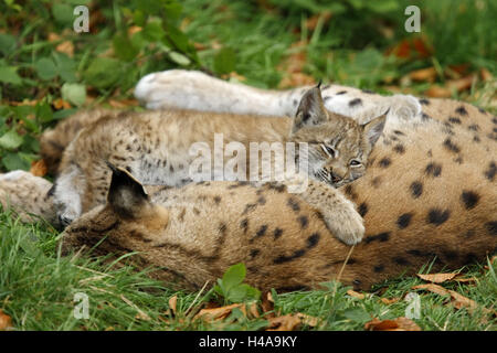 Eurasian, Lynx Lynx lynx, madre animale, giovane animale, doze, mondo animale, la fauna selvatica, deserto, animali animali selvatici, mammiferi predatori, gatti grandi, specie animale, mette a repentaglio, minaccia, la protezione delle specie minacciate di estinzione, due giovani generazioni, protezione, istinto, la sicurezza, la sutura, il riposo e il sonno, lynx, famiglia di animali, Foto Stock