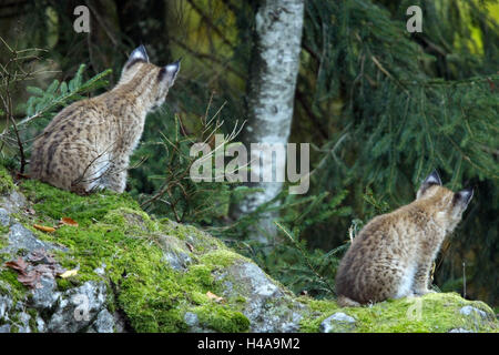 Legno, eurasiatica, Lynx Lynx lynx, animali giovani, due sit, vista posteriore, il mondo animale, la fauna selvatica, deserto, animali animali selvatici, mammiferi predatori, gatti grandi, attenzione, specie animale, mette a repentaglio, minaccia, la protezione delle specie minacciate di estinzione, corpo intero, lynx, animali giovani, giovani, Foto Stock