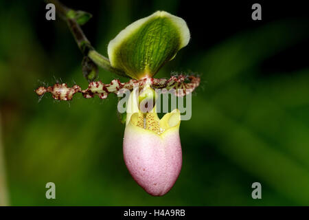 Fioritura di orchidee, Paphiopedilum ibrido, Foto Stock