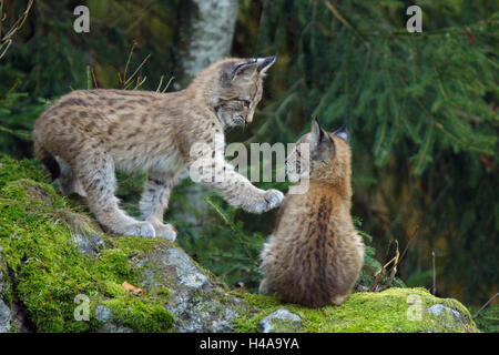 Legno, eurasiatica, Lynx Lynx lynx, animali giovani, due, play, mondo animale, la fauna selvatica, deserto, animali animali selvatici, mammiferi predatori, gatti grandi, specie animale, mette a repentaglio, minaccia, la protezione delle specie in via di estinzione, scherzosamente, corpo intero, lynx, un giovane Foto Stock