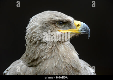 Steppa eagle, Aquila nipalensis, ritratto, vista laterale Foto Stock