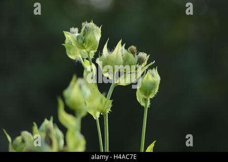 Kohl-Kratzdistel, Cirsium oleraceum, fiorisce, medium close-up, Foto Stock