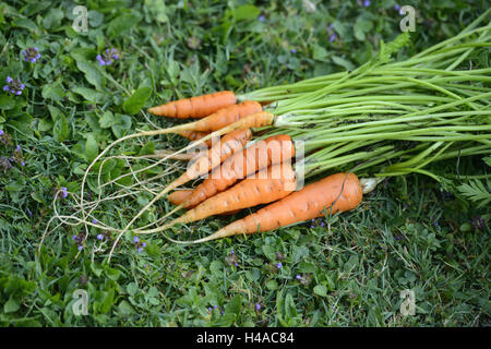 Carote, Daucus carota subsp. sativus, riparto giardino, raccolto, Foto Stock