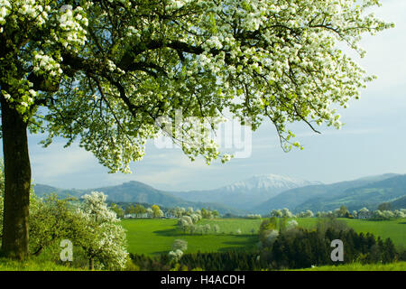 Bassa Austria, succo di frutta quarta, alberi da frutto, blossom vertice nevoso il Ötschers, Foto Stock