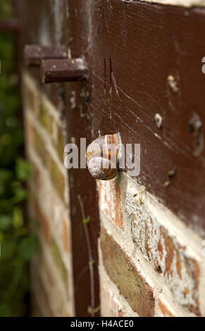 Escargot, escargot house, parete di medie close-up, Foto Stock