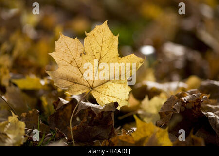 Giallo maple leaf in luce posteriore, Foto Stock