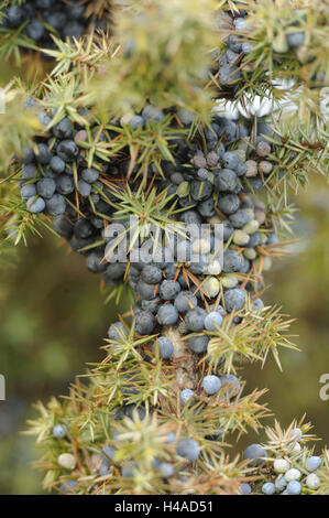 Il ginepro comune, Juniperus communis, frutti, vicino, Foto Stock