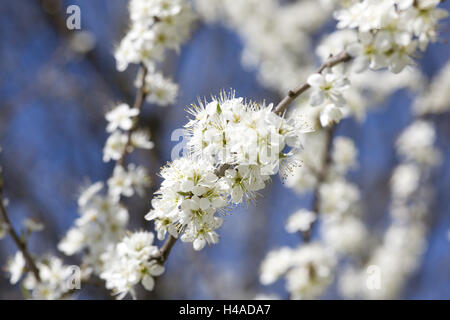 La fioritura del melo, ramoscelli, medium close-up, Foto Stock