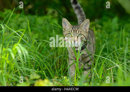 Il gatto domestico, Felis silvestris catus, guardando la telecamera, Foto Stock