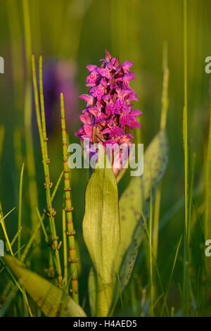 Di latifoglie orchidea palustre, Dactylorhiza majalis, luce della sera, Foto Stock