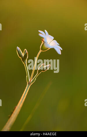 Big chickweed, Stellaria holostea, blossom, luce della sera, Foto Stock