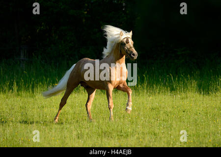 Pony Connemara, stallone, cinghia, vista laterale, esecuzione Foto Stock