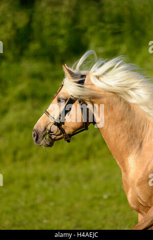 Pony Connemara, stallone, cinghia, vista laterale, esecuzione Foto Stock