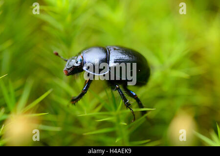 Dung beetle, Anoplotrupes stercorosus, MOSS, vista laterale Foto Stock