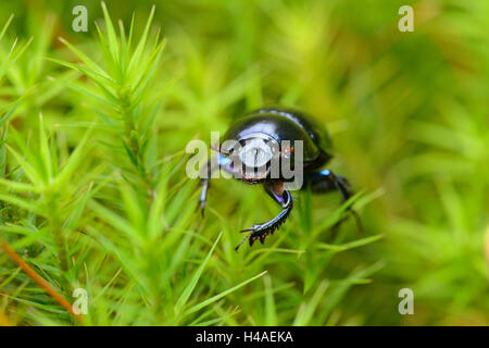 Dung beetle, Anoplotrupes stercorosus, MOSS, con testa, guardando la telecamera, Foto Stock