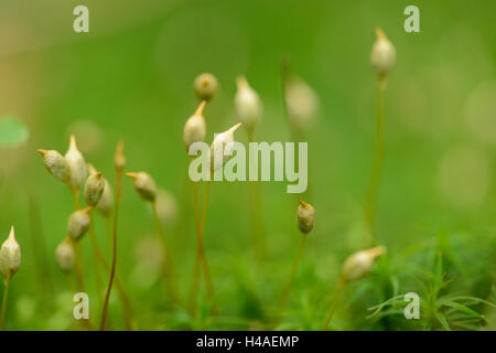 Moss, Polytrichum, Polytrichastrum formosum, Foto Stock