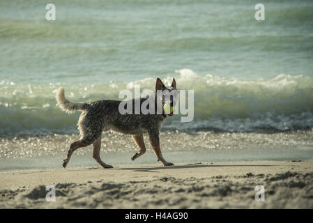 Un catahoula leopard gioca mescolare energicamente con una palla da tennis tra le onde a zampa Brohard Park in Venice, in Florida. Foto Stock