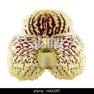 Orchid nome ' Paphiopedilum godefroyae ' isolare su sfondo bianco Foto Stock