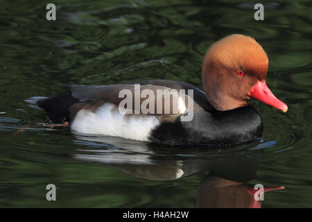 Rosso-crested pochard, drake, Netta rufina Foto Stock