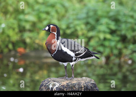 Rosso-petto d'oca, Branta ruficollis Foto Stock