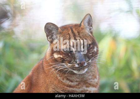 Asian golden cat, Catopuma Temmickii Foto Stock