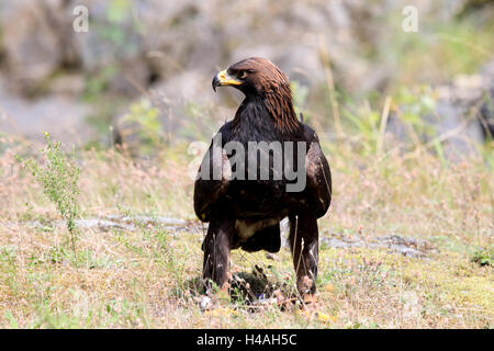 Golden Eagle, Aquila chrysaetos Foto Stock