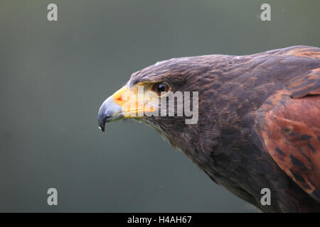 La Harris hawk Parabuteo unicinctus Foto Stock