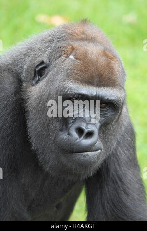 Pianura gorilla, ritratto, Foto Stock