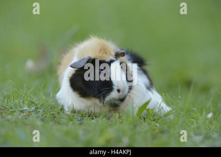 Domestico cavia, cavia porcellus forma. domestica, prato, in piedi, Foto Stock