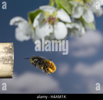 Builder bee, la Osmia cornuta, in volo, Foto Stock