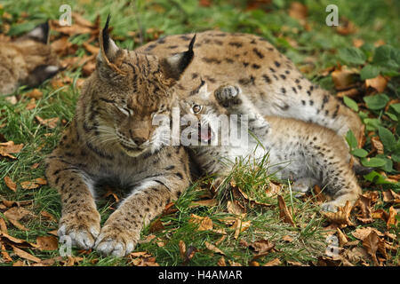 Eurasian, Lynx Lynx lynx, madre animale, doze, giovane animale, perde, mondo animale, la fauna selvatica, deserto, animali animali selvatici, mammiferi predatori, gatti grandi, specie animale, mette a repentaglio, minaccia, la protezione delle specie minacciate di tutto il corpo, due giovani generazioni, protezione, istinto, la sicurezza, la sutura, lynx, famiglia di animali, Foto Stock