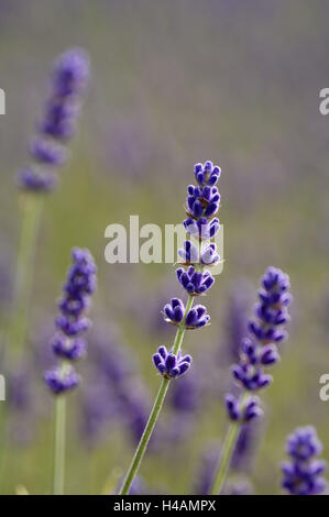 Campo di lavanda, fiorisce, medium close-up, Foto Stock