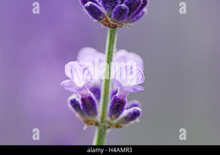 Fiori di lavanda, vicino, Foto Stock