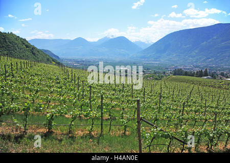 L'Italia, Sud Tirolo, Merano, vigneti, Foto Stock