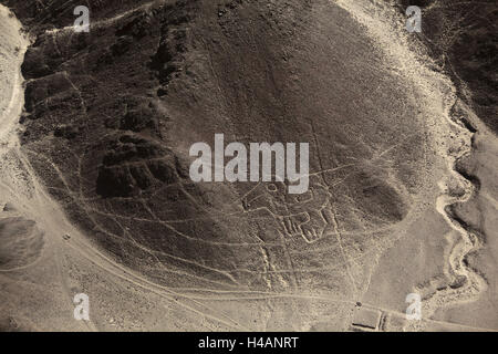 Il Perù, linee di Nazca, baby Condor, Foto Stock