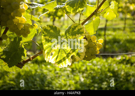 Regione viticola Wachau nei pressi di Spitz, Kremser paese, l'Austria, Foto Stock