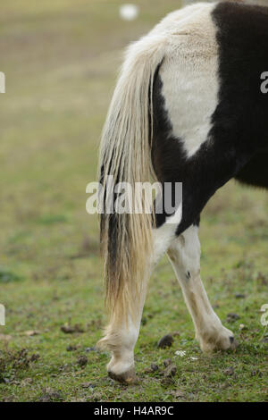 La Shetland pony, dettaglio, retro, di coda e di lato, Foto Stock