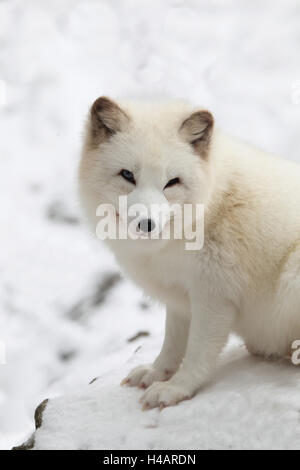 Ice Cream fox in inverno, Foto Stock