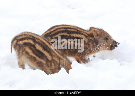 Due giovani cinghiali nella neve, Foto Stock