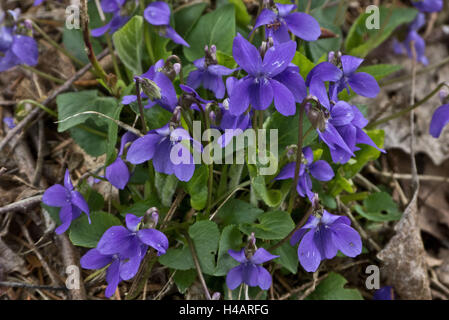 Comune di violetta, fioritura, viola odorata, Foto Stock