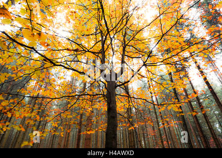 In Germania, in Baviera, Augsburg Western boschi parco naturale, autunno, faggio, fogliame, colore giallo, arancione, rosso, colorazione, tronchi, in prospettiva Foto Stock